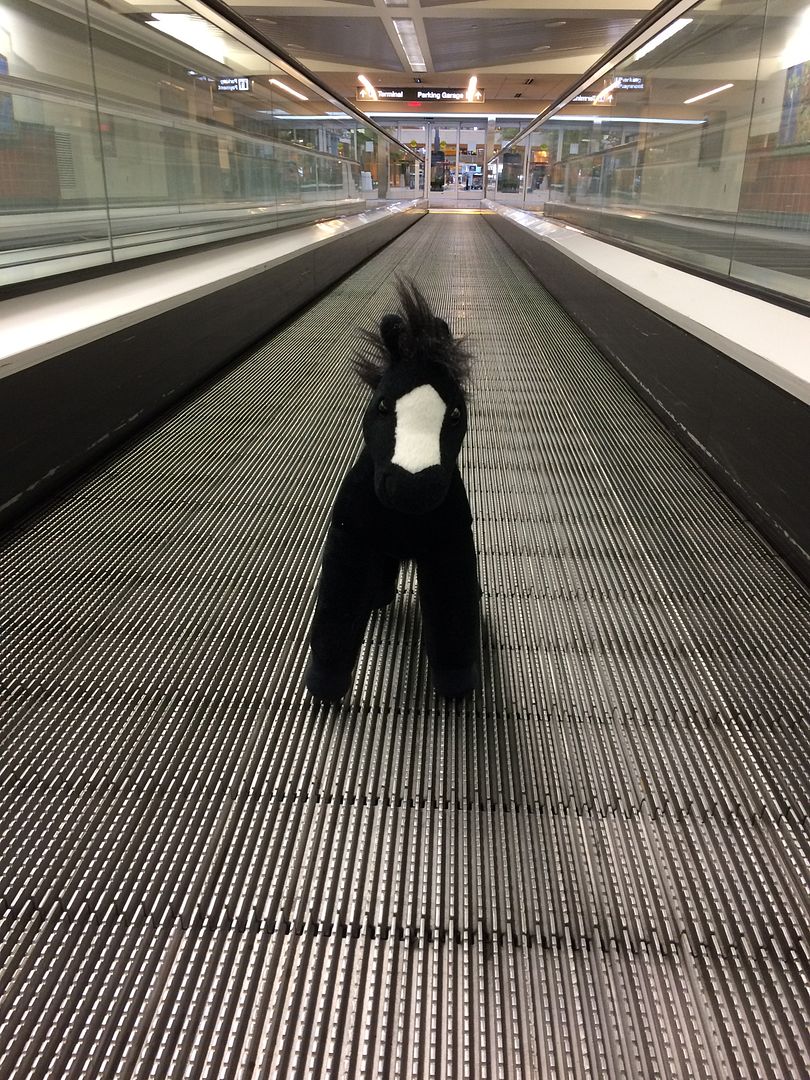 Horsie is glad to be back on solid ground. Flying is nerve-wracking for so many reasons, and ever more so when youre already stressed from other life events.