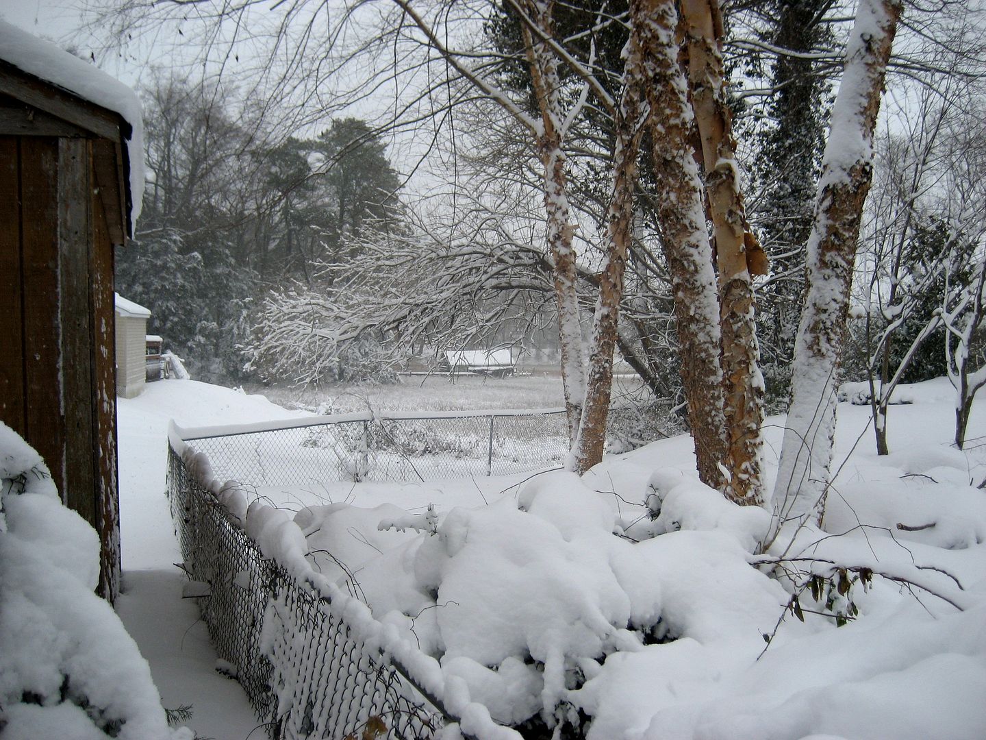 I have a lovely view of a creek from the back yard.
