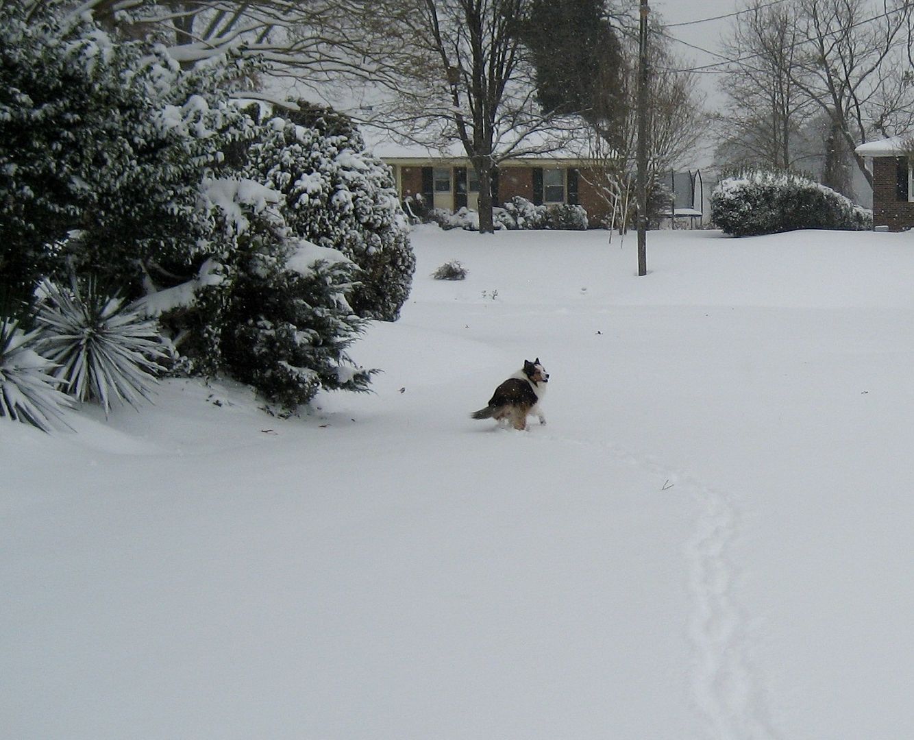 Teddy the Dog pauses to