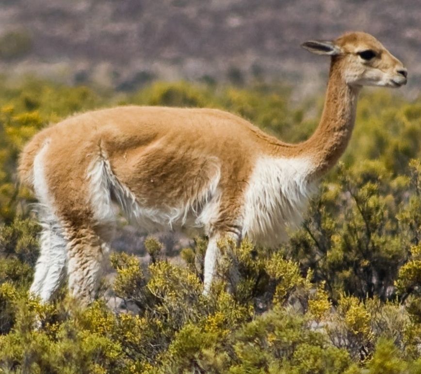 And heres a Vicuna. 