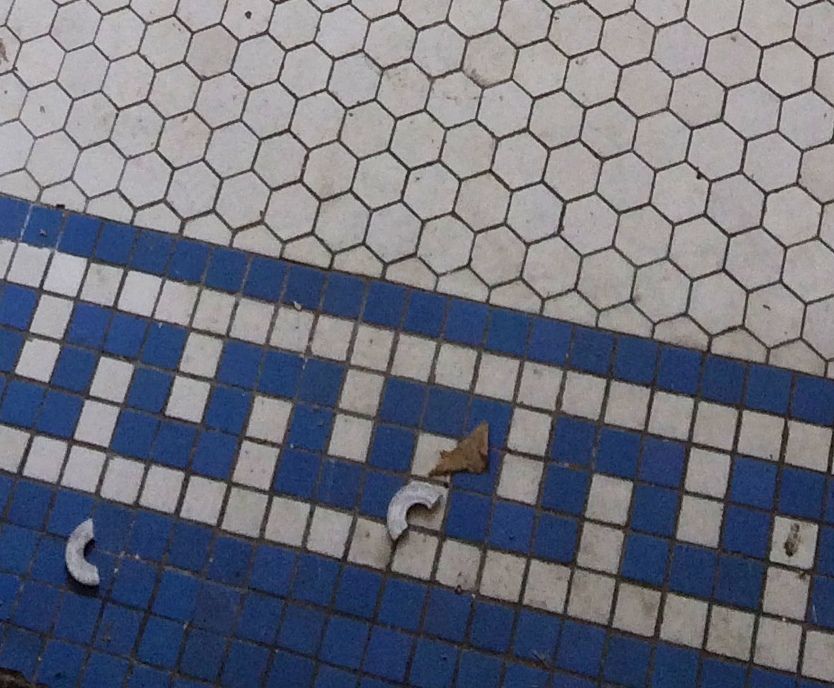 Close-up of bathroom floor tile. 