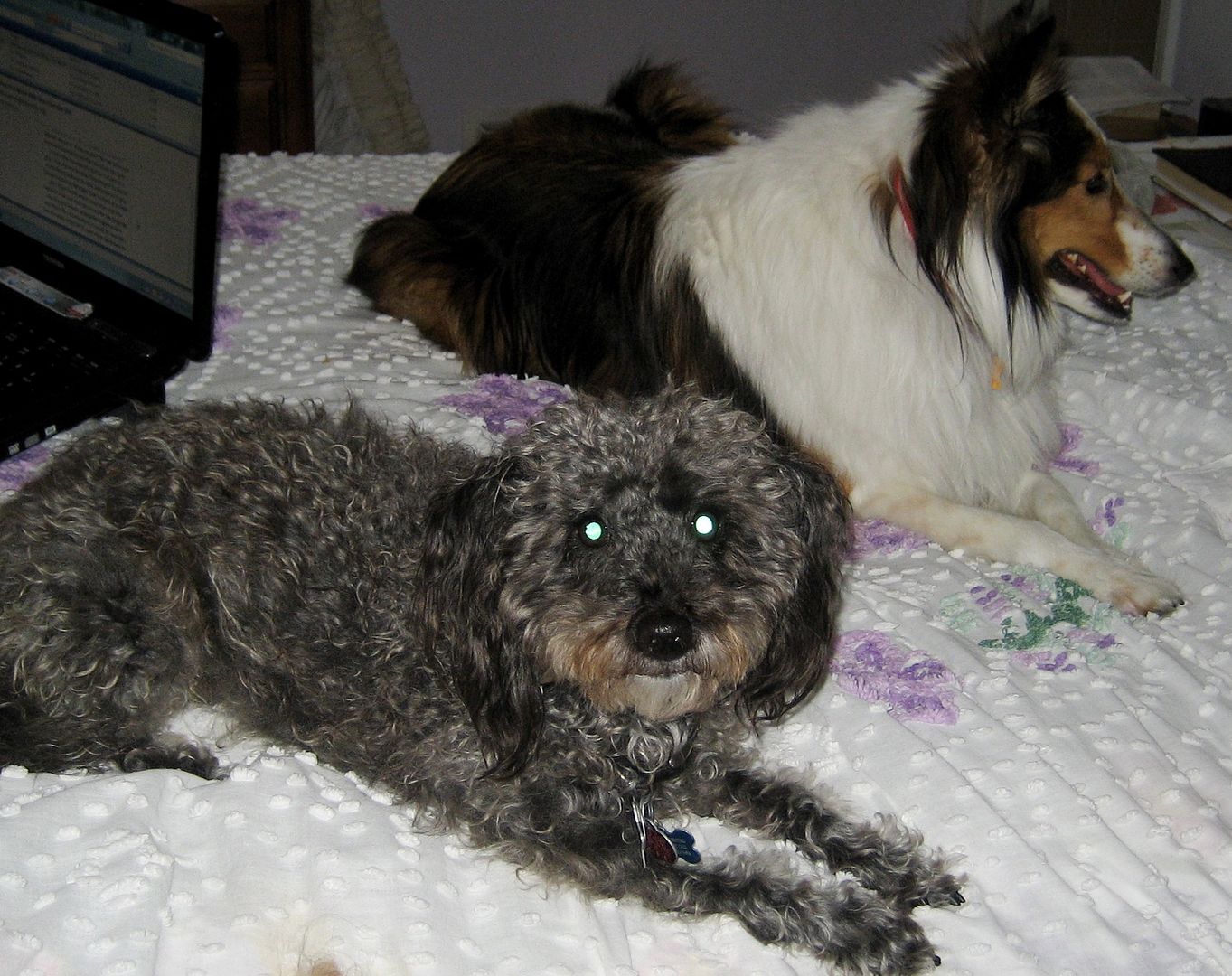 Roxy (black fuzzy lumpkin) is Teddys best friend, and sometimes, they have a sleepover. 