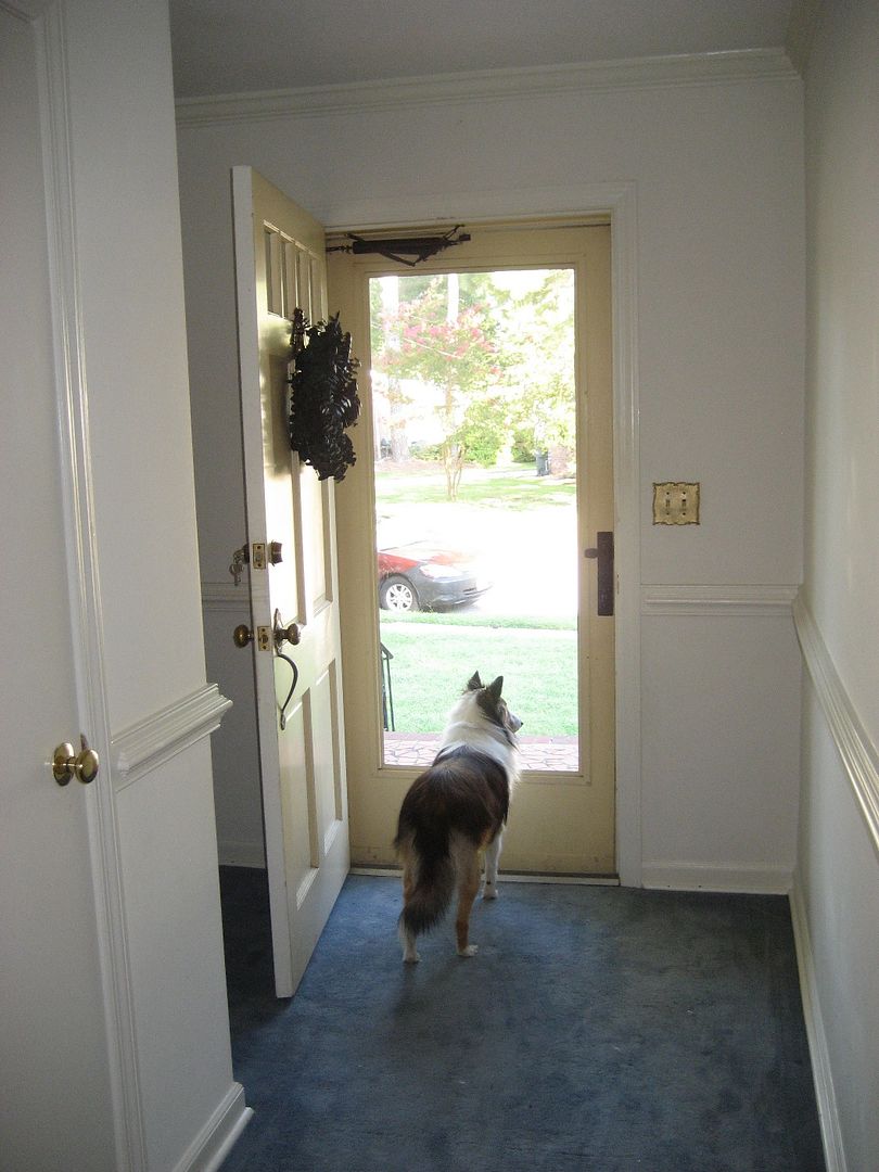 Teddy the dog loves the new house and the front door, designed for easy Sheltie viewing. 