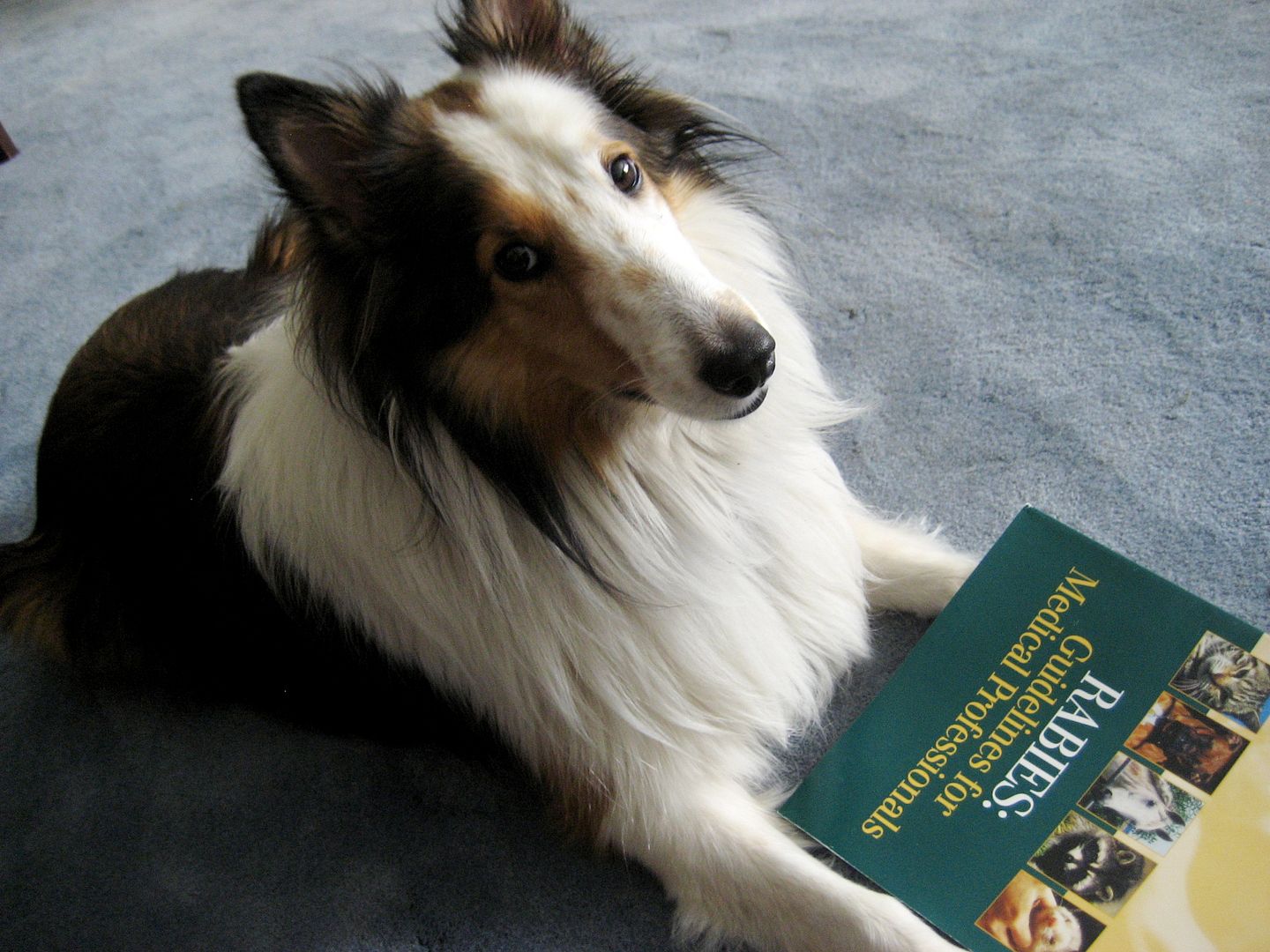 After the rabies incident, Teddy asked for a good book on the efficacy of the vaccine. Teddys favorite auntie (Sandi Daniels) sent this book along to Teddy for some light bedtime reading.