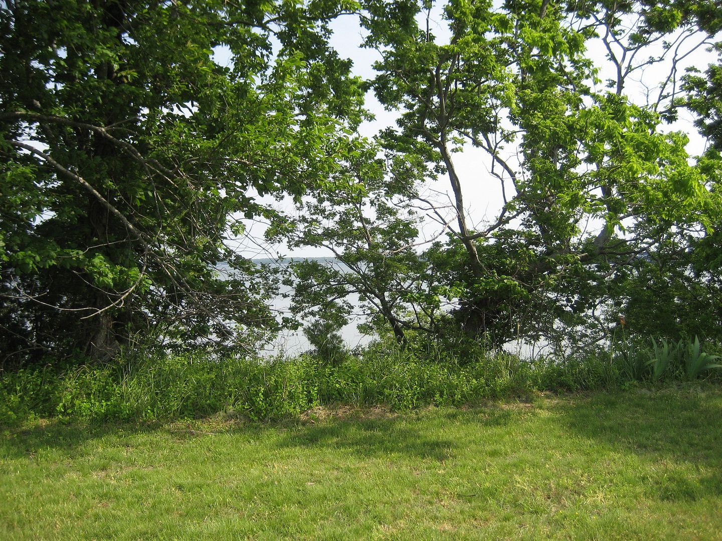 The views in Penniman (and the views from our last Penniman house) would have been spectacular. Just beyond this bit of brush is an expansive view of the York River.