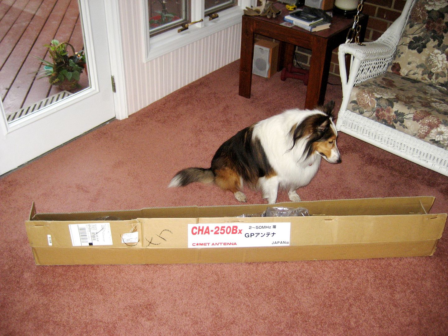 On a more modern note, Teddy the Wonder Dog examines the new Comet CHA-250Bx antenna that arrived Friday afternoon. Shes puzzled by the size of the resistor at the end of this 23 vertical antenna.