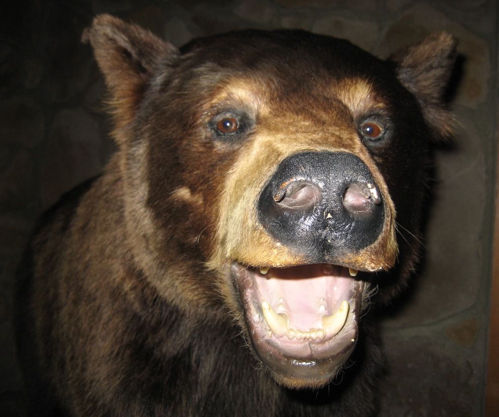 Bear