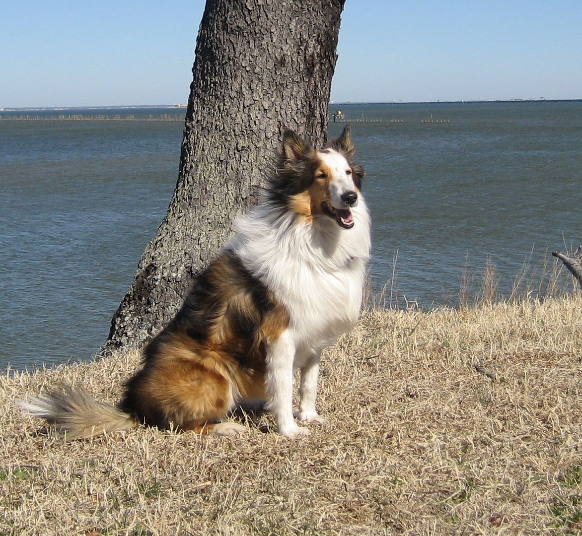Teddy enjoys the blustery, beautiful day.