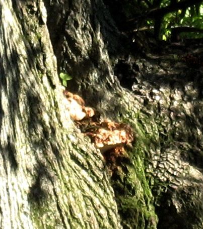 The second oak tree has this MUSHROOM growing in it. I dont know if this is truly a mushroom, or an evidence of some disease process. 