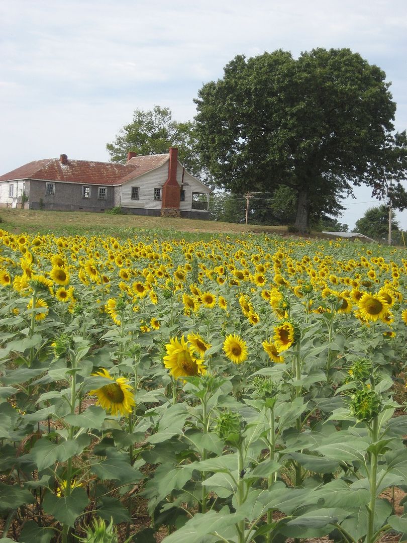 Sunflowers in Alabama