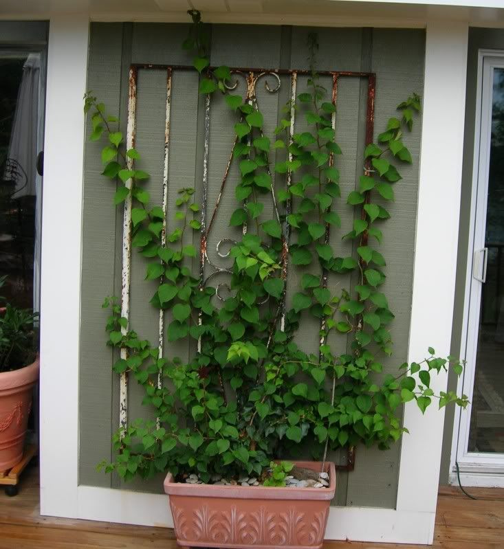 Can you a trellis plant deck/pot