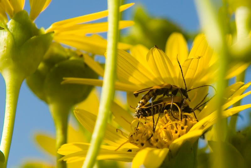 IMAGE: http://img.photobucket.com/albums/v109/angryhampster/artistic/flowerbug4.jpg