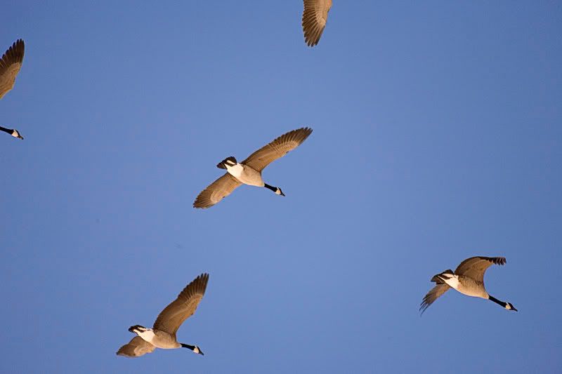 IMAGE: http://img.photobucket.com/albums/v109/angryhampster/birdsvignet.jpg