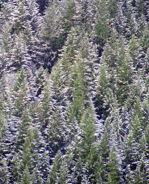 landscape9.jpg Mountain trees image by lbrideau