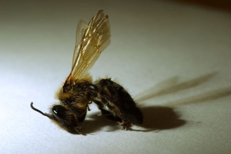 IMAGE: http://img.photobucket.com/albums/v11/Dawnrider/BeefromRAW02.jpg