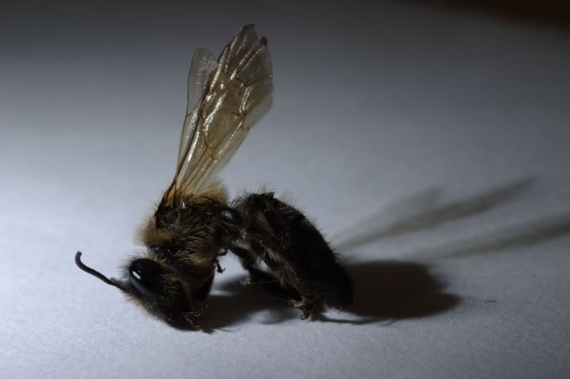 IMAGE: http://img.photobucket.com/albums/v11/Dawnrider/CRW_4350.jpg