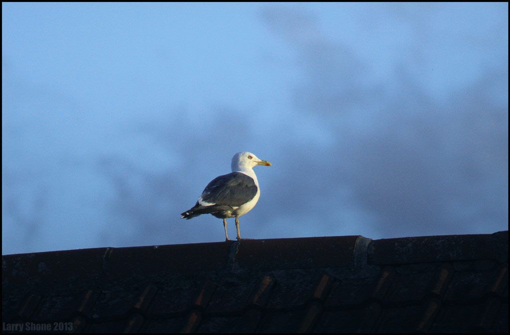 IMAGE: http://img.photobucket.com/albums/v11/Dawnrider/Nature/001_zpsfd2471f4.jpg