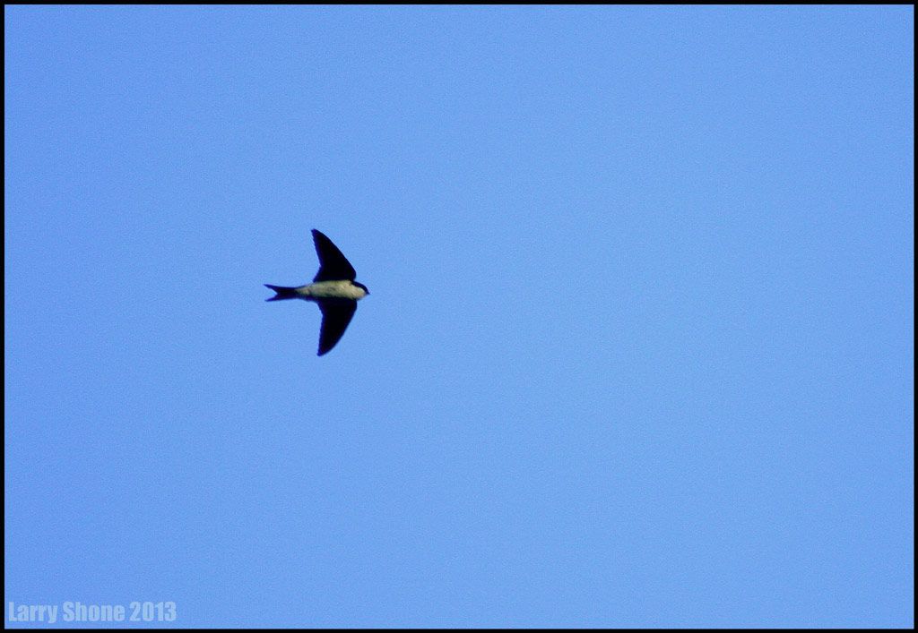 IMAGE: http://img.photobucket.com/albums/v11/Dawnrider/Nature/002_zpse18c5d89.jpg