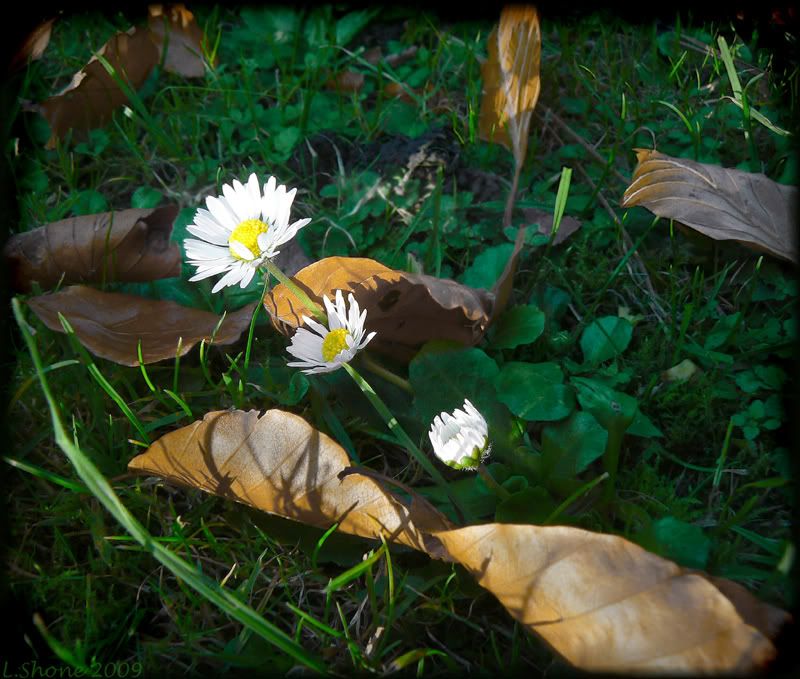 3daisies.jpg