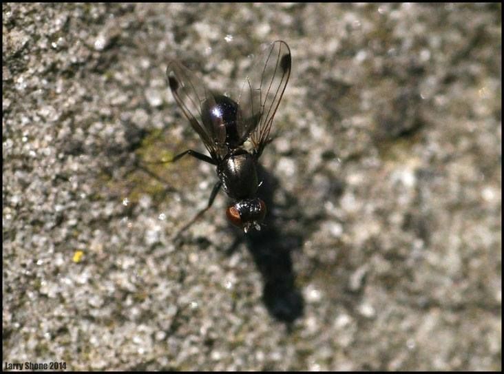 IMAGE: http://img.photobucket.com/albums/v11/Dawnrider/Nature/Flies%20Wasps%20Bees%20etc/IMG_22774218520330_zpsjwps6akg.jpeg