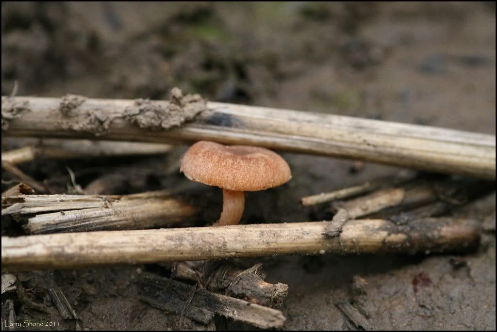 IMAGE: http://img.photobucket.com/albums/v11/Dawnrider/Nature/Fungi%20and%20Lichens/fungus03.jpg