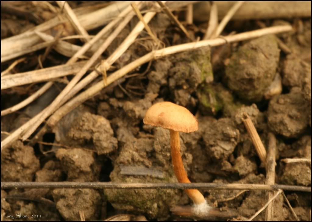 IMAGE: http://img.photobucket.com/albums/v11/Dawnrider/Nature/Fungi%20and%20Lichens/fungus10-me_web.jpg