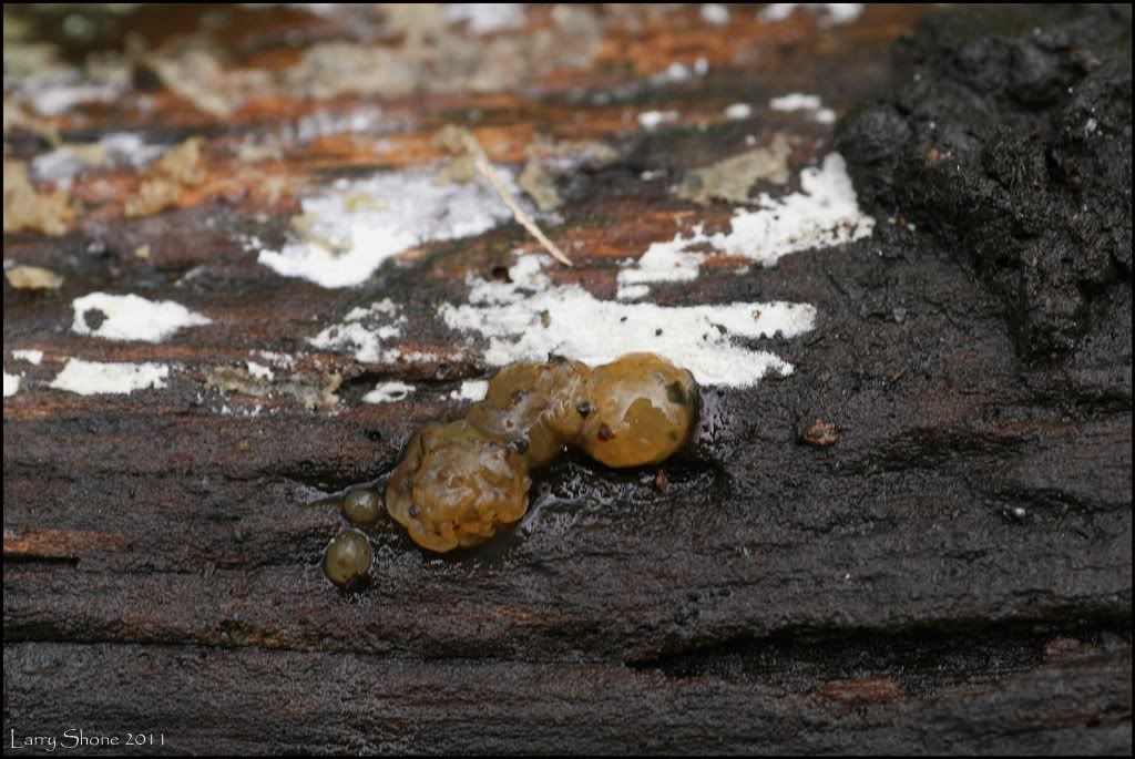 IMAGE: http://img.photobucket.com/albums/v11/Dawnrider/Nature/Fungi%20and%20Lichens/slimemold-me.jpg