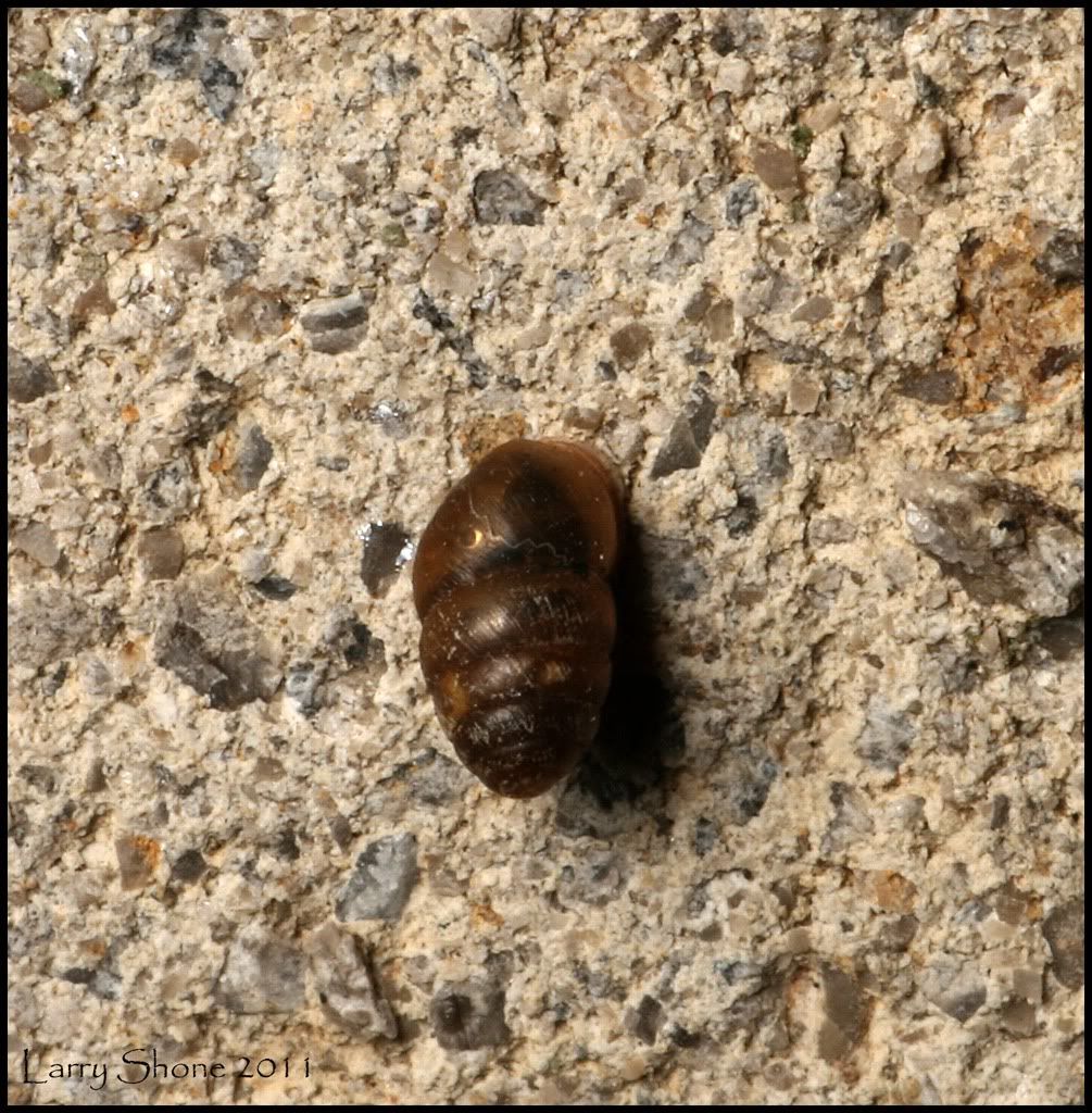 IMAGE: http://img.photobucket.com/albums/v11/Dawnrider/Nature/Gastropods/tinysnail02_web.jpg