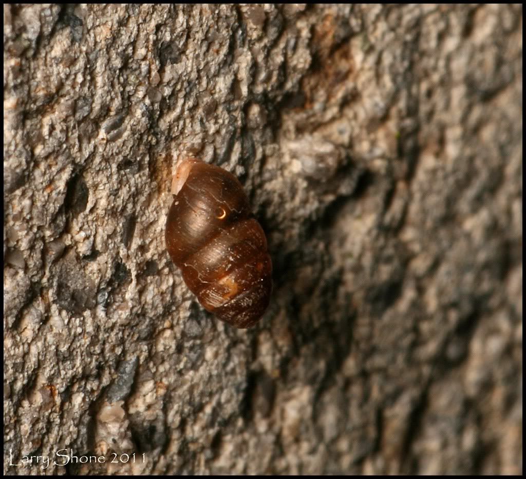 IMAGE: http://img.photobucket.com/albums/v11/Dawnrider/Nature/Gastropods/tinysnail_web.jpg