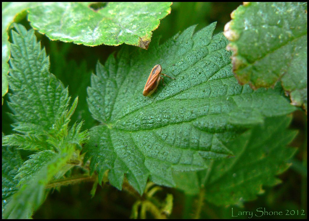 img.photobucket.com/albums/v11/Dawnrider/Nature/leafhopperonnettle.jpg