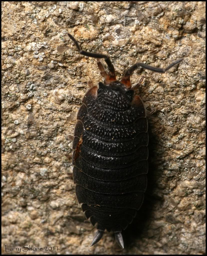 IMAGE: http://img.photobucket.com/albums/v11/Dawnrider/Nature/woodlouse_web.jpg