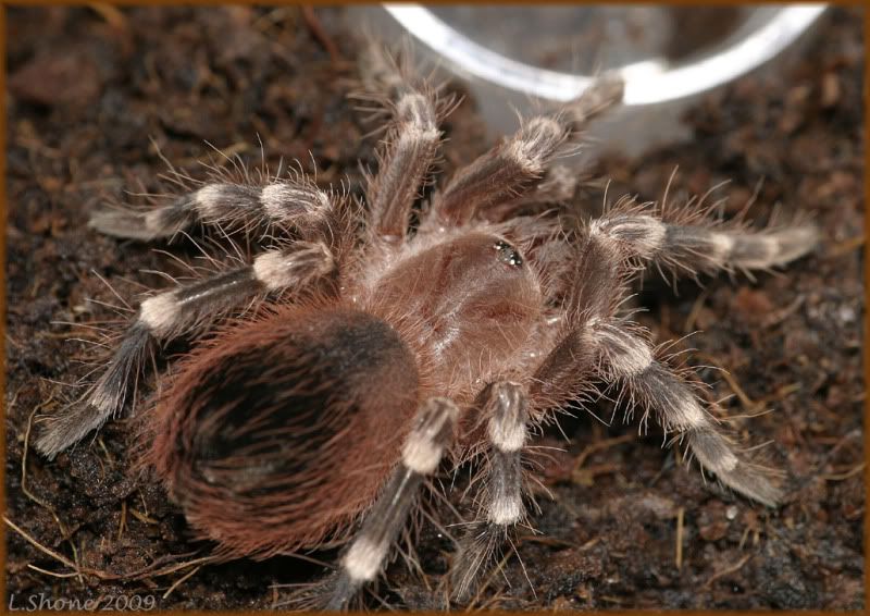 http://img.photobucket.com/albums/v11/Dawnrider/Pets/Tarantulas%20etc/eagle_04.jpg