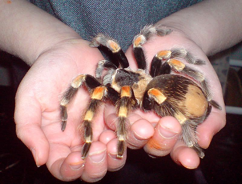 http://img.photobucket.com/albums/v11/Dawnrider/Pets/Tarantulas%20etc/katie_holding_pidey.jpg