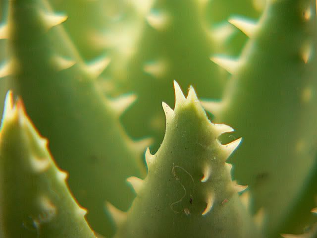 aloe_brevifloia.jpg