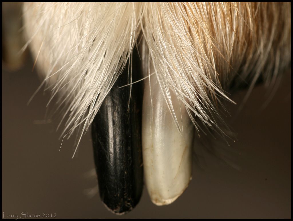 IMAGE: http://img.photobucket.com/albums/v11/Dawnrider/Photographic/Macro%20and%20Close%20up/dogfoot.jpg