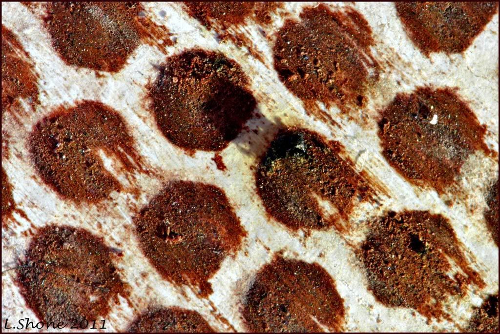 IMAGE: http://img.photobucket.com/albums/v11/Dawnrider/Photographic/Macro%20and%20Close%20up/icastatallshadow.jpg