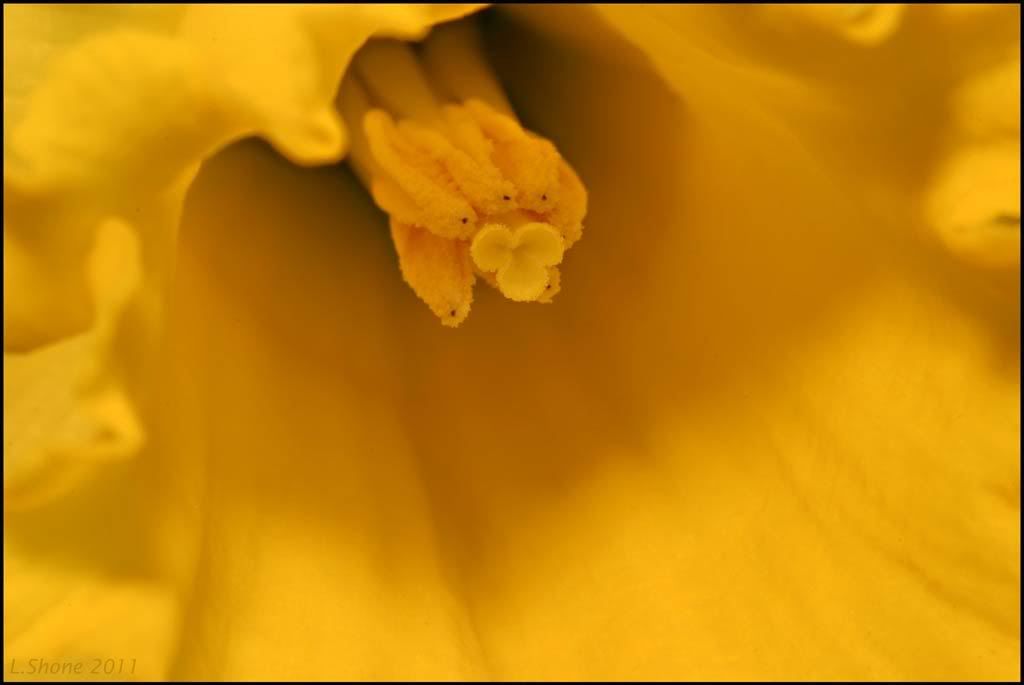 IMAGE: http://img.photobucket.com/albums/v11/Dawnrider/Photographic/Macro%20and%20Close%20up/insideadaffI.jpg