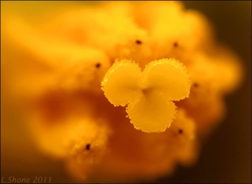 IMAGE: http://img.photobucket.com/albums/v11/Dawnrider/Photographic/Macro%20and%20Close%20up/insideadaffII.jpg