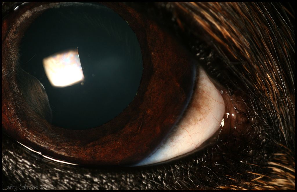 IMAGE: http://img.photobucket.com/albums/v11/Dawnrider/Photographic/Macro%20and%20Close%20up/ladyeye.jpg