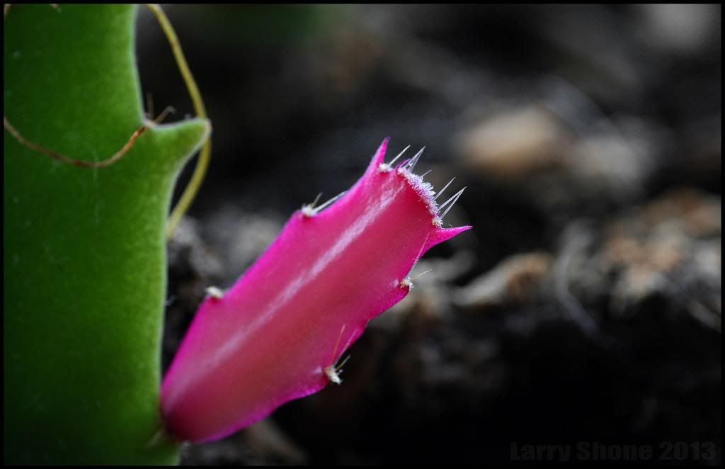 IMAGE: http://img.photobucket.com/albums/v11/Dawnrider/Photographic/Macro%20and%20Close%20up/newborn01_zps45e48b19.jpg