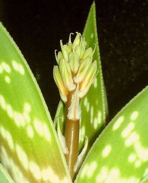 a_variegata_flower03.jpg