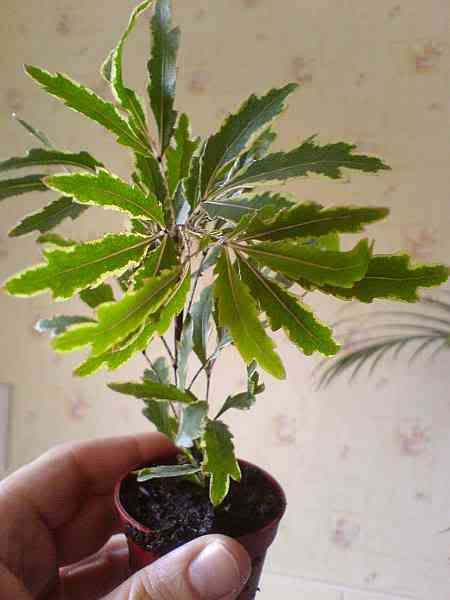 aralia01.jpg