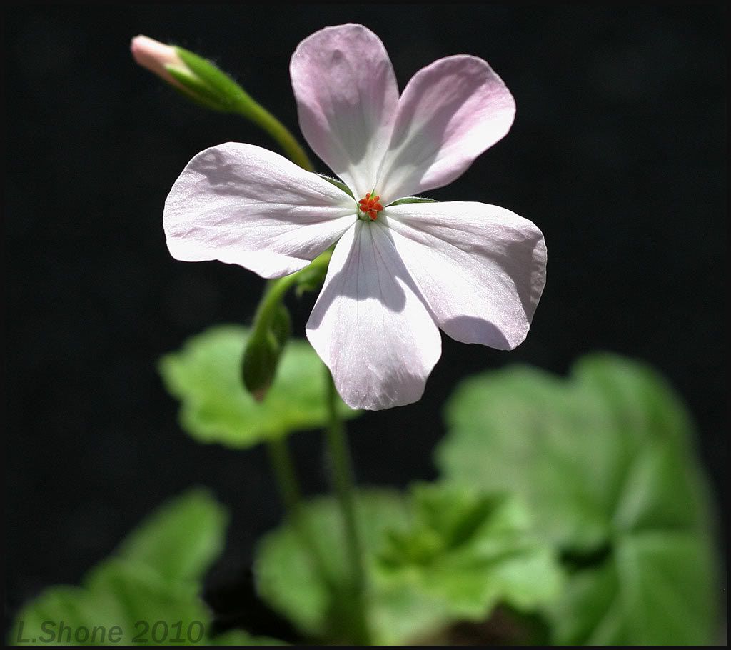 IMAGE: http://img.photobucket.com/albums/v11/Dawnrider/Plants/first-one-open_1024.jpg