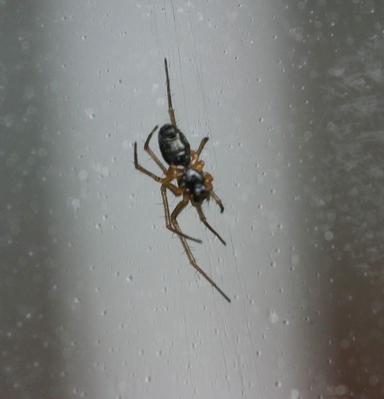 img.photobucket.com/albums/v11/Dawnrider/Spiders/IMG_4198.jpg