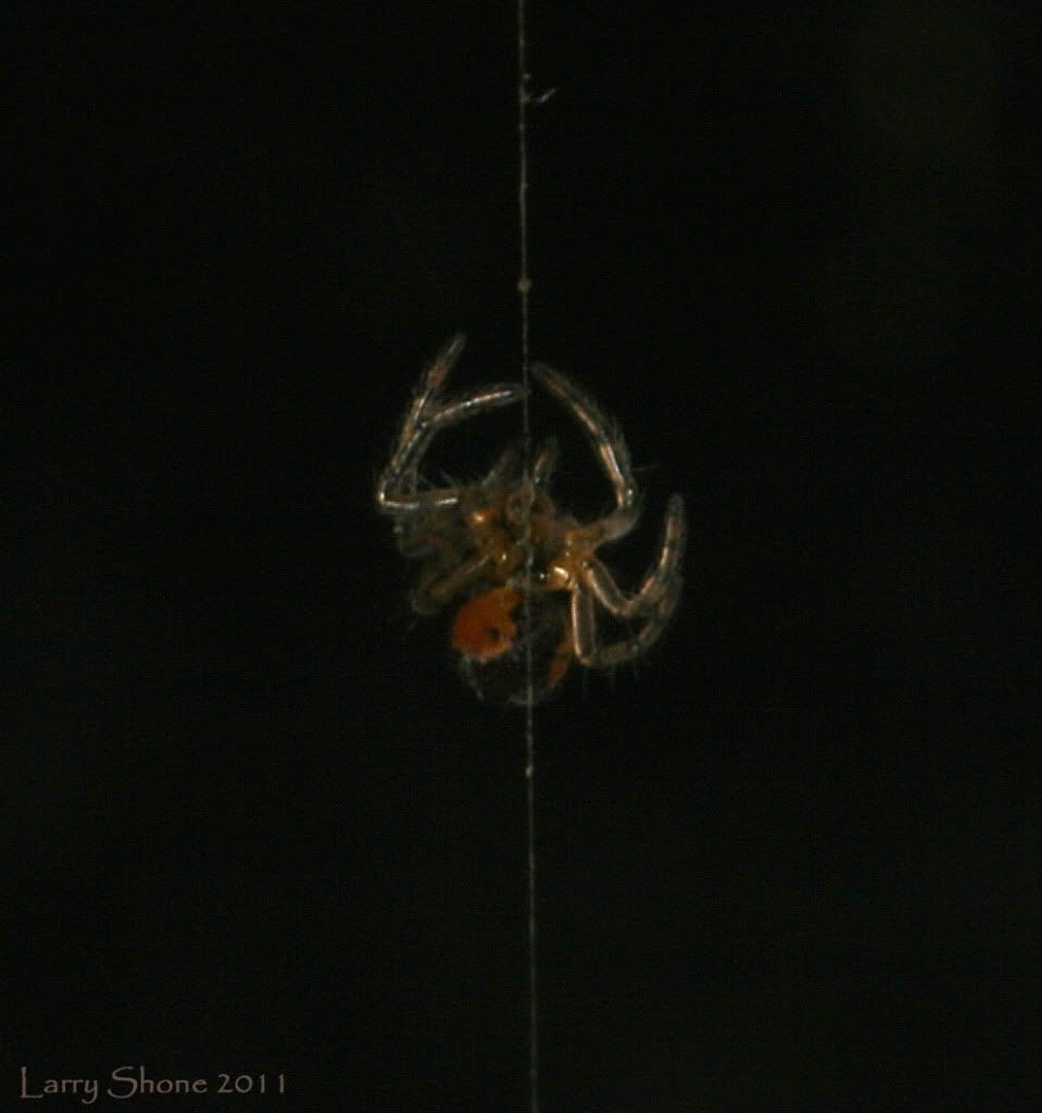 img.photobucket.com/albums/v11/Dawnrider/Spiders/IMG_5989.jpg