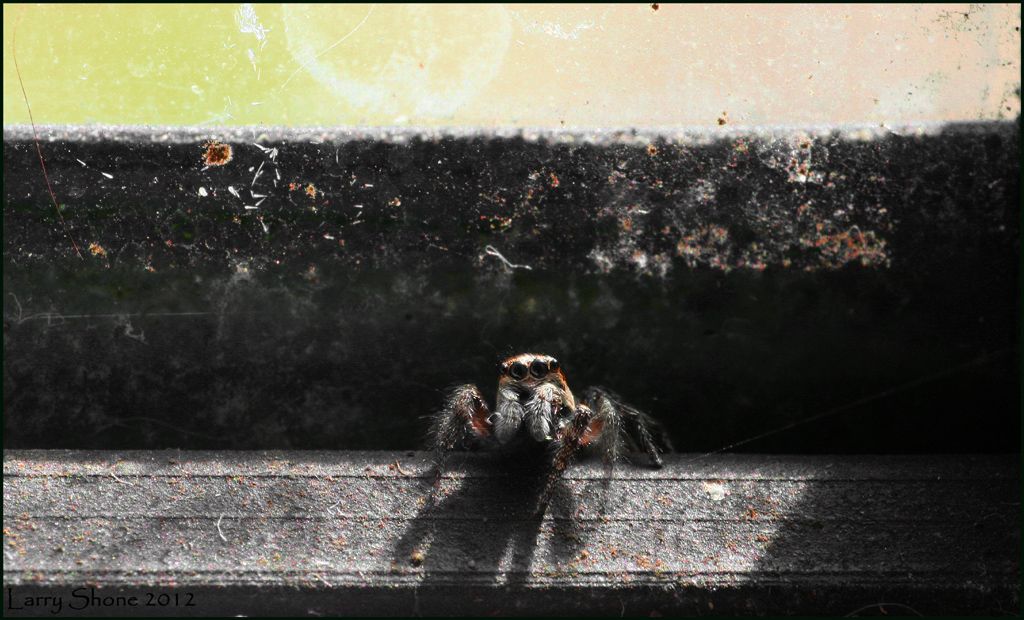IMAGE: http://img.photobucket.com/albums/v11/Dawnrider/Spiders/jumper_web.jpg