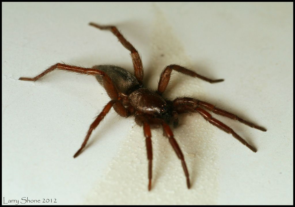 IMAGE: http://img.photobucket.com/albums/v11/Dawnrider/Spiders/scotophaeus.jpg