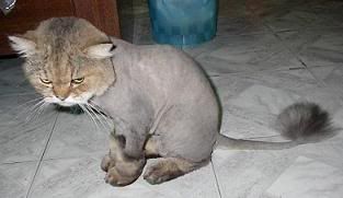 lion_cut.jpg