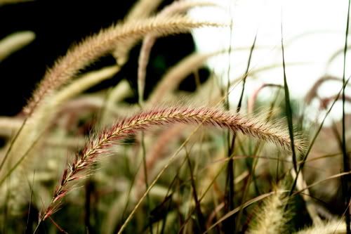 IMAGE: http://img.photobucket.com/albums/v11/Navypal/The%20World%20Thru%20Leinaj%20Eyes/Nature%20Trails/LeiNajUbin211006500x.jpg