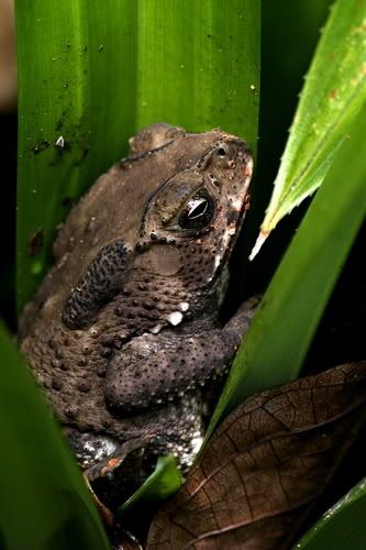 IMAGE: http://img.photobucket.com/albums/v11/Navypal/The%20World%20Thru%20Leinaj%20Eyes/Nature%20Trails/LeiNajUbin211006500x14.jpg